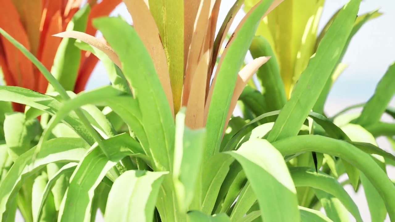 Bromeliad with 3 variations 3D Model