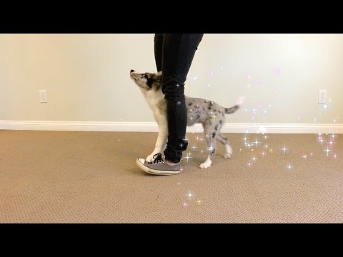 What is Clicker Training