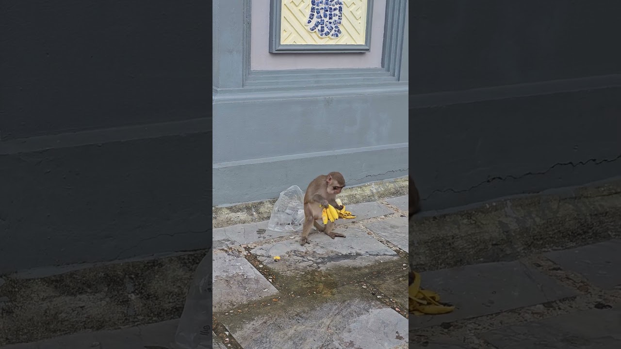 다낭 린응사 원숭이 바나나 먹방