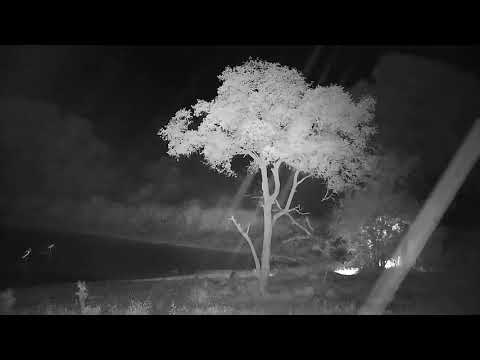 Djuma: Sights and sounds - 23:35 - 11/06/21