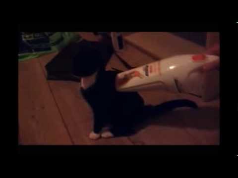 Stalin the kitten loves the vacuum cleaner