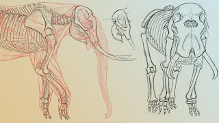 Elephant Anatomy Vol. 1 & 2 With Terryl Whitlatch