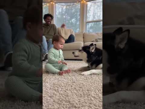 Husky Listens Patiently to Everything the Baby Says 🥺 #emotion