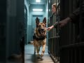 Cop Gets Death Penalty - Then Her German Shepherd Does The Unthinkable