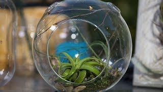 How to Use Air Plants with Carlos Franco