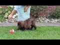 Newfypoo dogs for sale: Cherri - Video 1