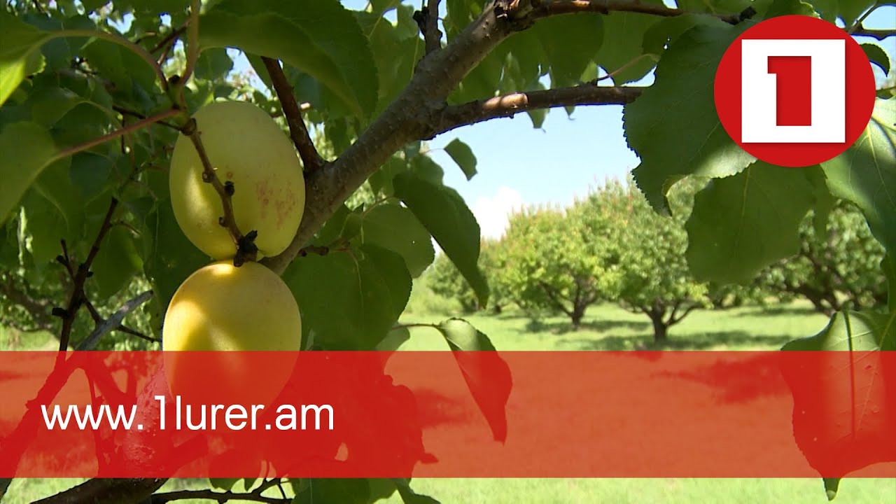 Հայկական ծիրանը Ռուսաստանի շուկա է հասնում թարմ վիճակում