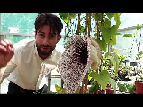 The pelican flower (Aristolochia grandiflore)