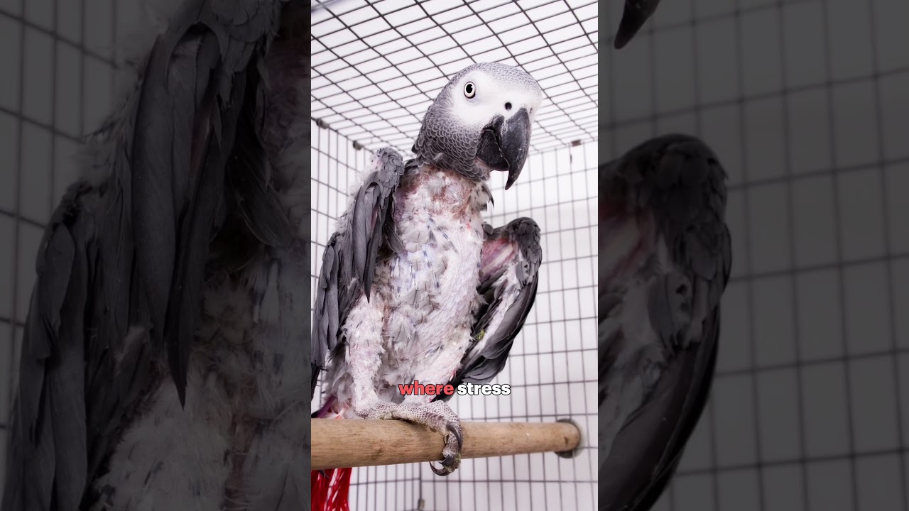 African grey parrots belong in the wild, not in cages 🦜