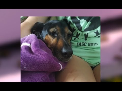 Educating the public on bees