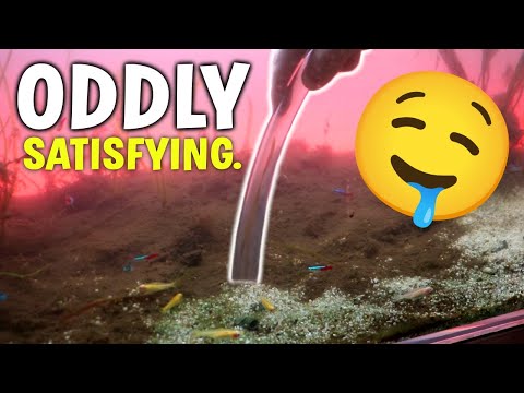ODDLY SATISFYING Aquarium - Relaxing Fish Tank Clean Up Video (NO TALKING)