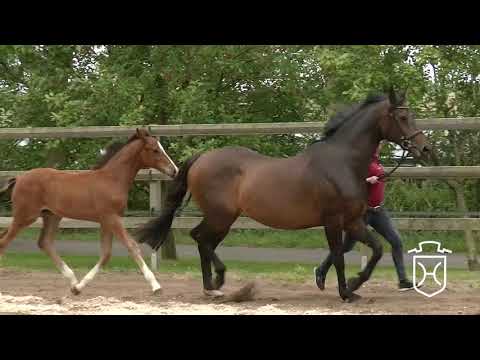 HEI011 Hengstfohlen von Kannan - Quebec - Latus II