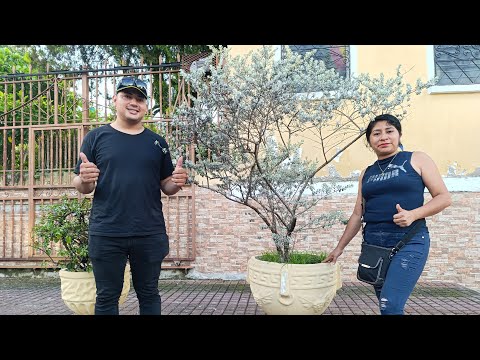 🛑 VILLA EL CARMEN CUSCATLAN/Caminata #live #video #viralvideo #shortvideo #like #turismo #interno 