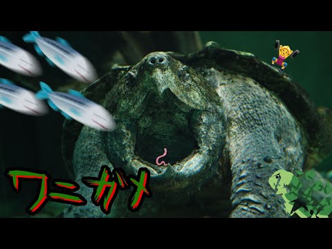 IUCN分類における絶滅の危険性を示す図。