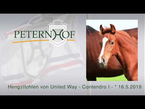 Hengstfohlen von United Way x Contendro I