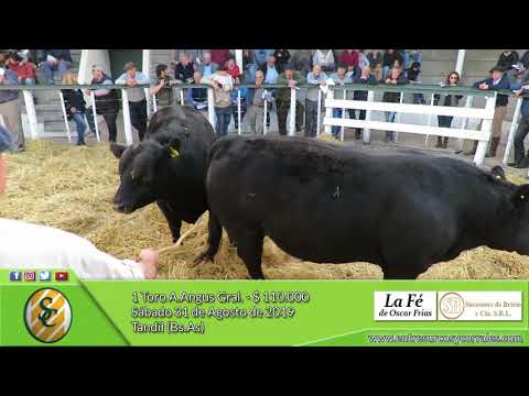 31-08-19 - Venta de Toros A.Angus Generales - Cabaña La Fé - Tandil