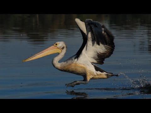 Plight Of The Pelican