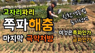 쪽파 마지막 극약처방 / 고자리 파리 유충이 나타났다 / 친환경농법 포기선언 / 이것은 쪽파인가? 금파인가?