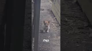 MIRA LO QUE HIZO ESTE GATITO #viral