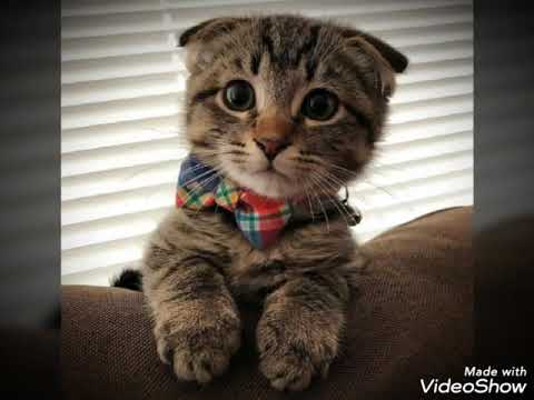 Top cute cats 💕💕