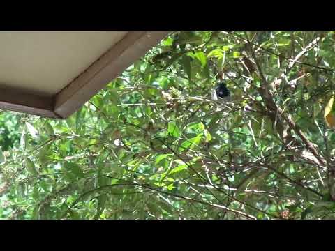 Backyard Birds In Canberra - Superb Fairy-wren In My Garden, 2026.