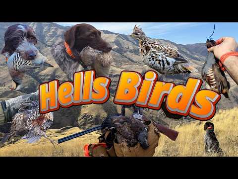 Hells Canyon Hunting All the Birds: Chukar Huns Mountain Quail Valley Quail Blue Grouse RuffedGrouse