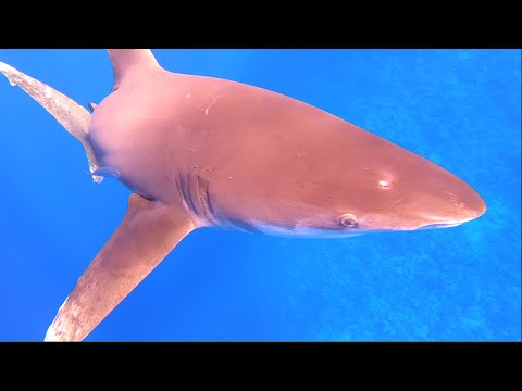 Very close encounter with oceanic white tip Shark