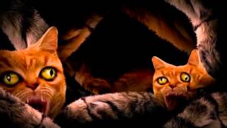 Run The Jewels - Meowpurrdy feat. Lil Bub, Maceo, Delonte (Official Music Video)