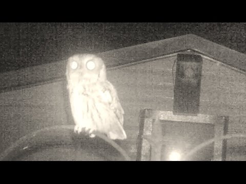 Eastern Screech Owl Nest Box and Perch Placement