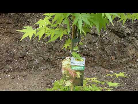 Schlitz-Fächer-Ahorn (Acer palmatum) „Katsura“ – red emperor palmate smooth Japanese maple FZ82