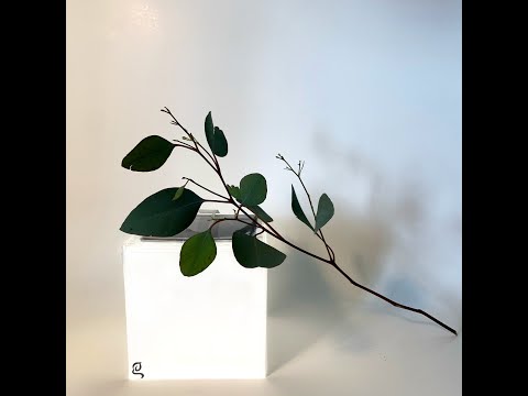 The Gold Standard In Portable Solar Lanterns