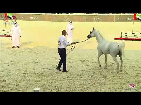 N.321 CETERUS - UAE National Championship 2020 - Stallions 7-9 Years Old (Class 11).mp4