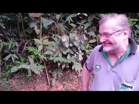 melhor jeep de corupa