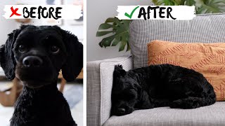 Train Your Dog to Exercise INDEPENDENTLY In the House
