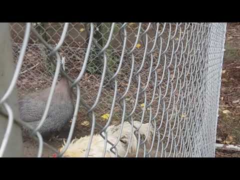 Zagroda Zalipie - perliczka