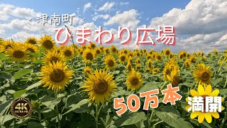 【4K映像】津南町／５０万本のひまわりが満開　夏の風景　ひまわりの海