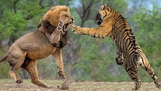 Lion Vs Tiger - Tiger Vs Lion In a Real Fight - PITDOG