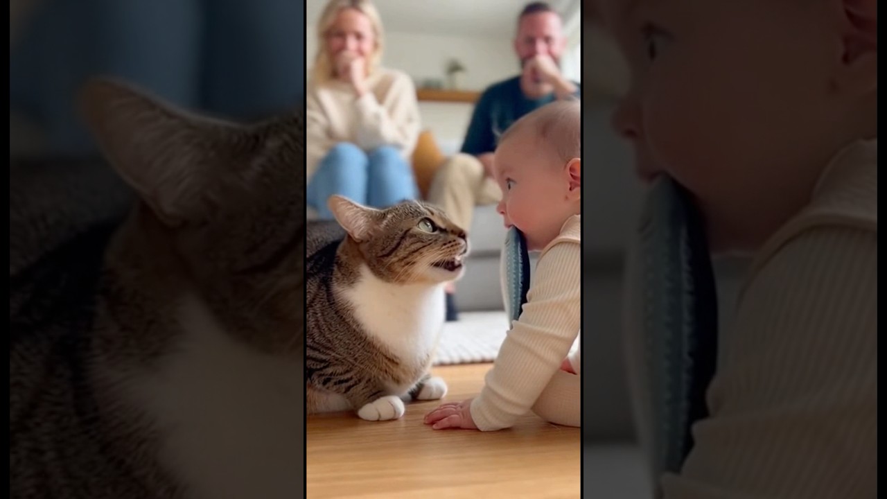 魚のおもちゃを咥えた赤ちゃん。猫に怒られてどうしていいか分からず固まってしまう。。。#cat #cats #baby #cute #funny #shorts #catvideos #赤ちゃん #猫