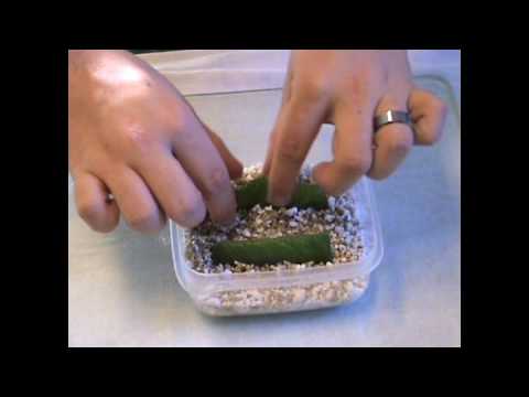 Streptocarpus Propagation