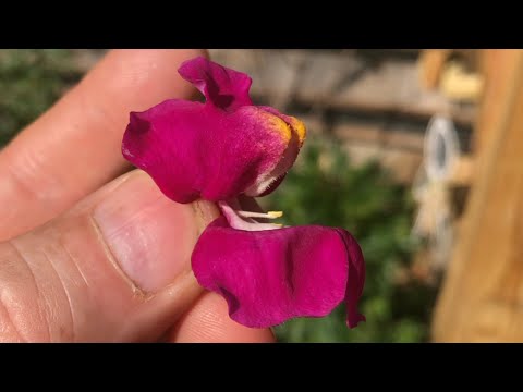 why is this flower “called” a SNAP DRAGON…