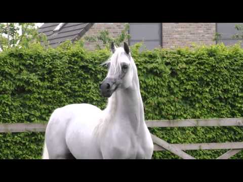 Baahir El Marwan 2015