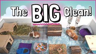 EPIC Cage Cleaning for Adorable Guinea Pigs!