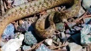 preview picture of video 'Brown Snake (Storeria dekayi) on the Spring Valley Trail - Ancaster, Ontario'