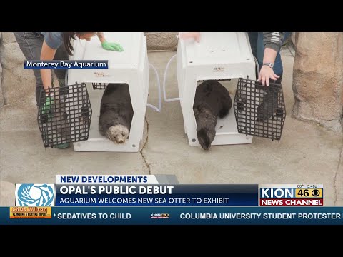 Opal the otter makes her debut at Monterey Bay Aquarium