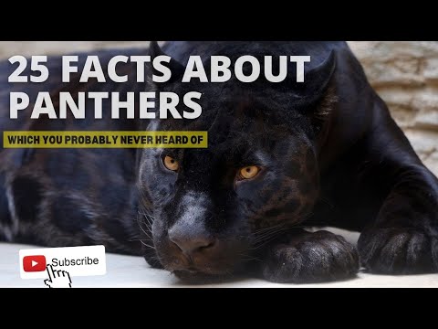 25 Facts about Panthers which you probably never heard of