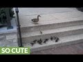 Ducklings Accomplish Grueling Task Of Climbing Stairs
