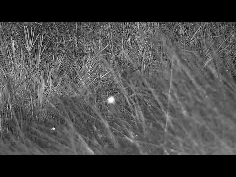 Djuma: Scrub Hare in the rain - 03:26 - 02/06/2022