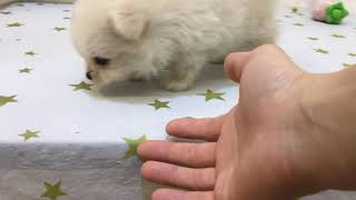 ハーフ犬の動画01