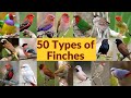 50 Types Of Finches Finch Bird Varieties 50 Types Of Finches With Names Part 1 My First Video
