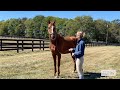 Vino Rosso S Full Brother Makes Headlines For New Vocations
